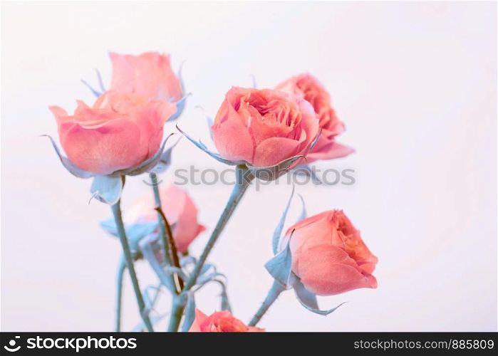 Rose bouquet. Vintage retro style.