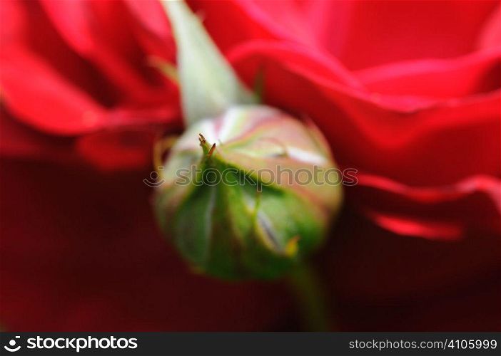 Rose bud