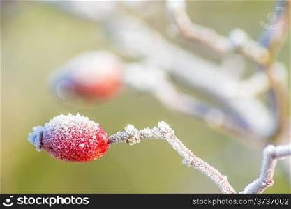 rose bud with ice crystals