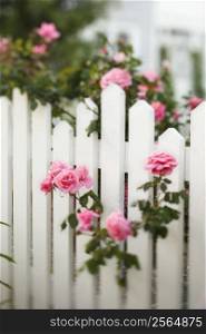 Rose bush growing over white picket fence.
