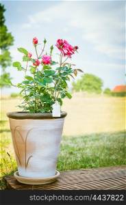 Rose bush in flower pot on wooden terrace over sky and nature background