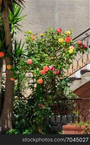 Rose bush near staircase. View from street of the old medieval Erice town, Trapani region, Sicily, Italy.