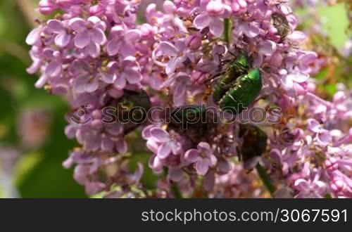 Rose chafer (Cetonia aurata) on the common lilac