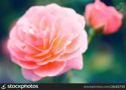 Rose, close-up