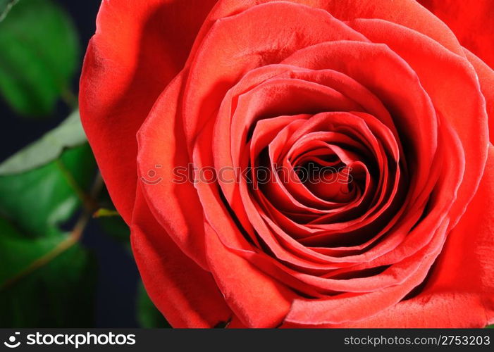 Rose closeup. A blossoming flower with the detailed structure