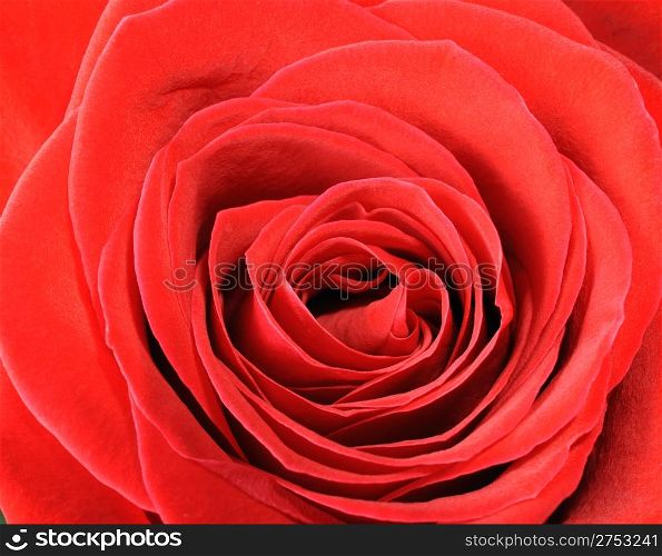 Rose closeup. A blossoming flower with the detailed structure