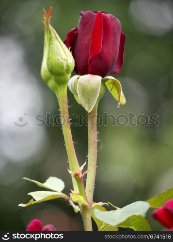 Rose flower and bud