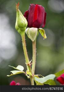 Rose flower and bud