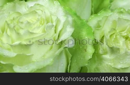 Rose Flower close up