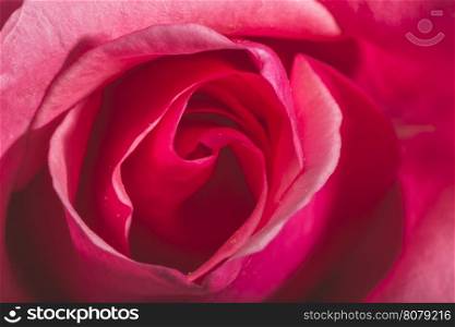 Rose flower close up