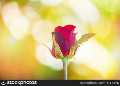 Rose flower / Close up beautiful red roses on nature blur background valentines day and love concept