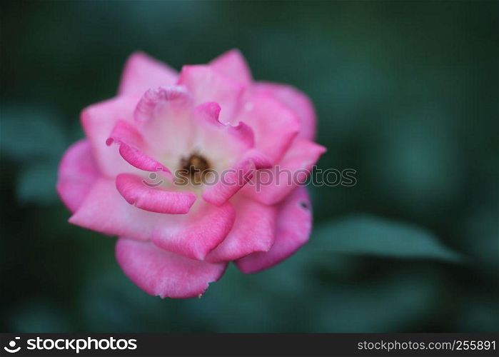 Rose flower in close up