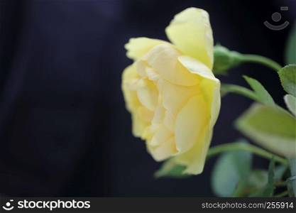 Rose flower in close up