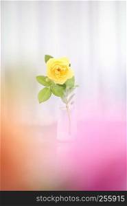 Rose flower in jar