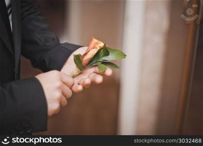 Rose flower in man&rsquo;s hands.. Flower in hands.