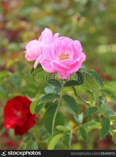 rose flower on a bush in the garden