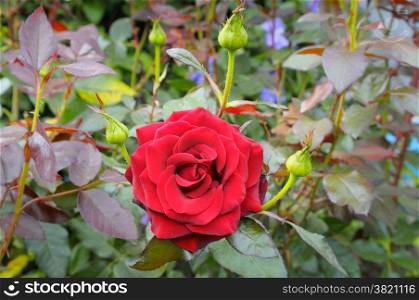 rose flower on garden background