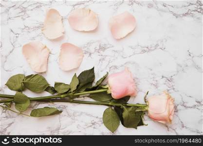 rose flower with petals white marble textured background. High resolution photo. rose flower with petals white marble textured background. High quality photo