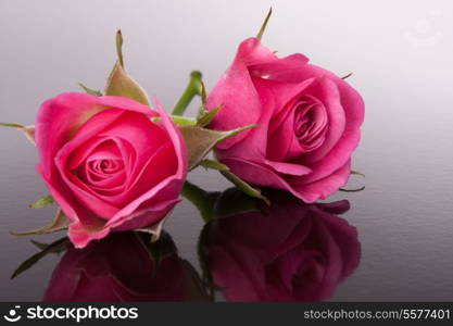 rose flower with reflection on dark surface still life