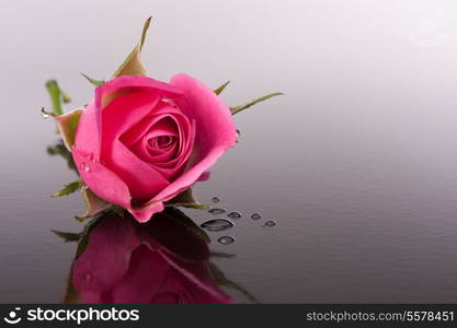 rose flower with reflection on dark surface still life