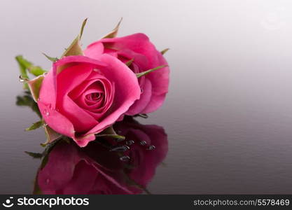 rose flower with reflection on dark surface still life