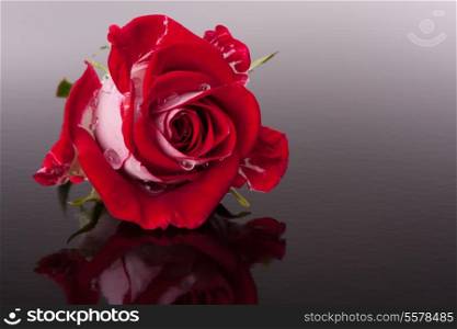 rose flower with reflection on dark surface still life