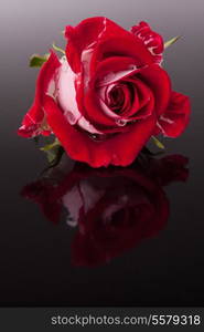 rose flower with reflection on dark surface still life