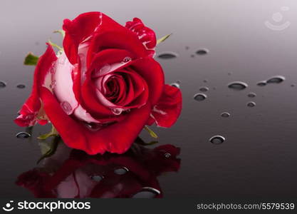 rose flower with reflection on dark surface still life