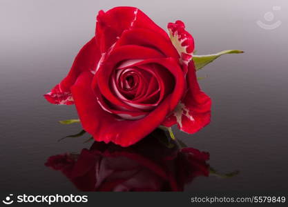 rose flower with reflection on dark surface still life