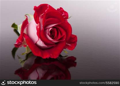 rose flower with reflection on dark surface still life