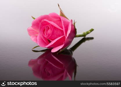 rose flower with reflection on dark surface still life