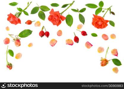 Rose flowers and petals isolated on white background. Pattern for postcards. Free space for text.