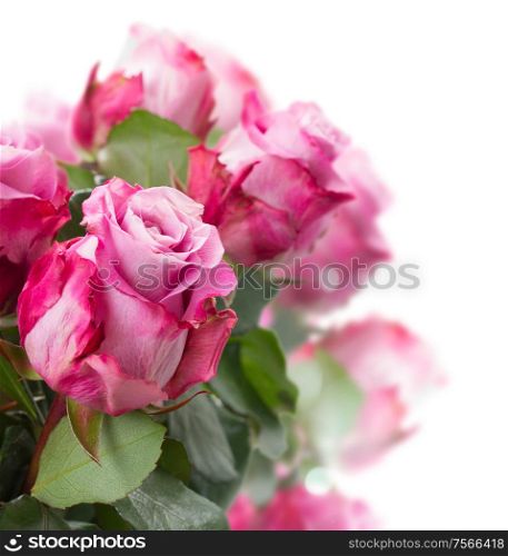 rose flowers close up isolated on white background