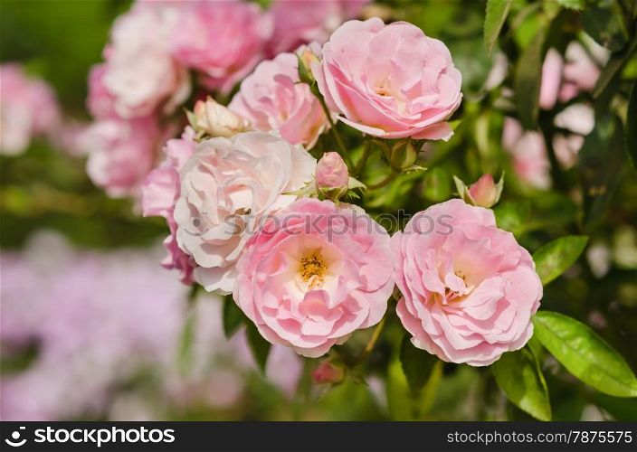 rose flowers. close up pink rose flowers in a garden