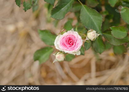 rose flowers. close up pink rose flowers in a garden