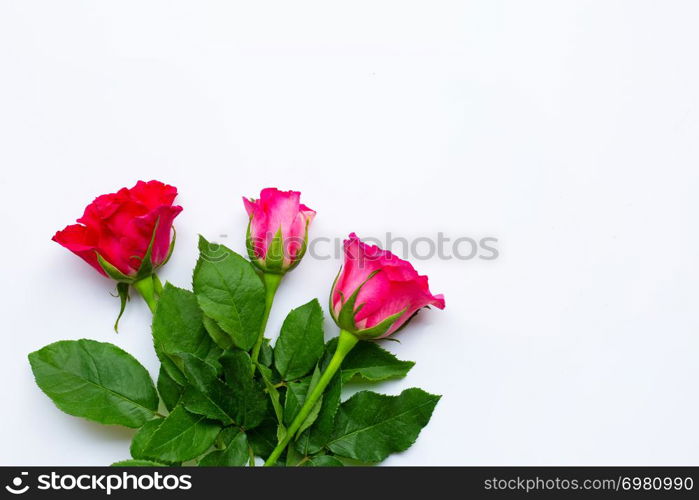 Rose flowers on white background. Copy space