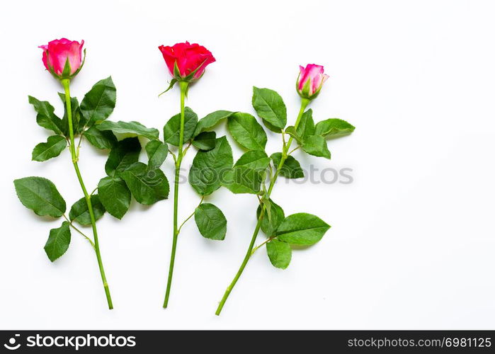 Rose flowers on white background. Copy space