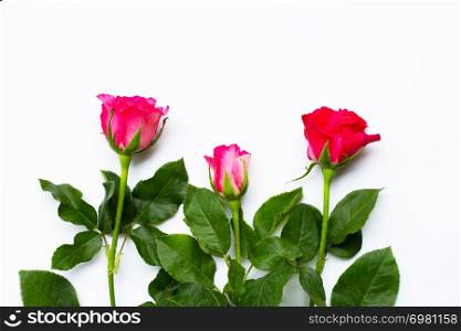 Rose flowers on white background. Copy space
