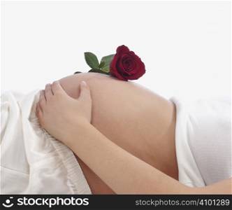 rose for unborn baby on a white background