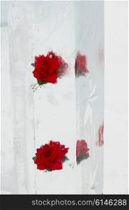 Rose frozen in an ice column, Banff National Park, Alberta, Canada