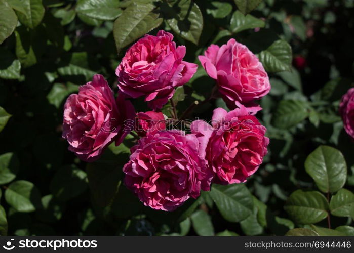 Rose garden full of beautiful fresh roses