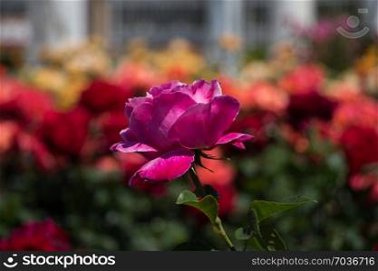 Rose garden full of beautiful fresh roses