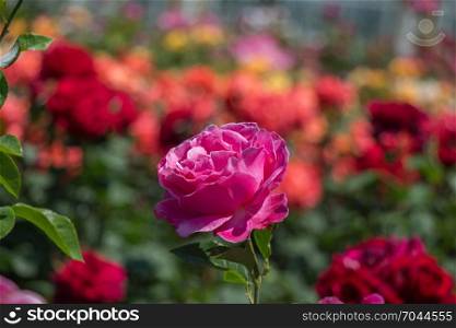 Rose garden full of beautiful fresh roses