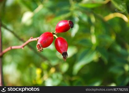 Rose hip berries close up in Sweden