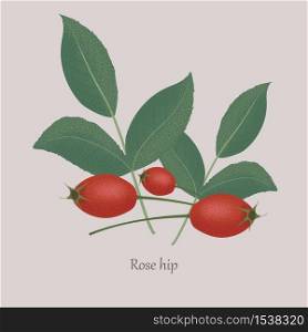 Rose hip, dog rose, Rosa canina on a gray background. Red berries and twigs with leaves of a medical plant.. Rose hip, dog rose, Rosa canina on a gray background.