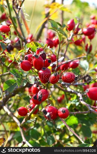 Rose hip shrup with fruits in autumn