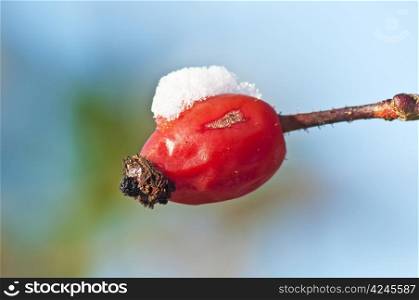 rose hip with snow hat