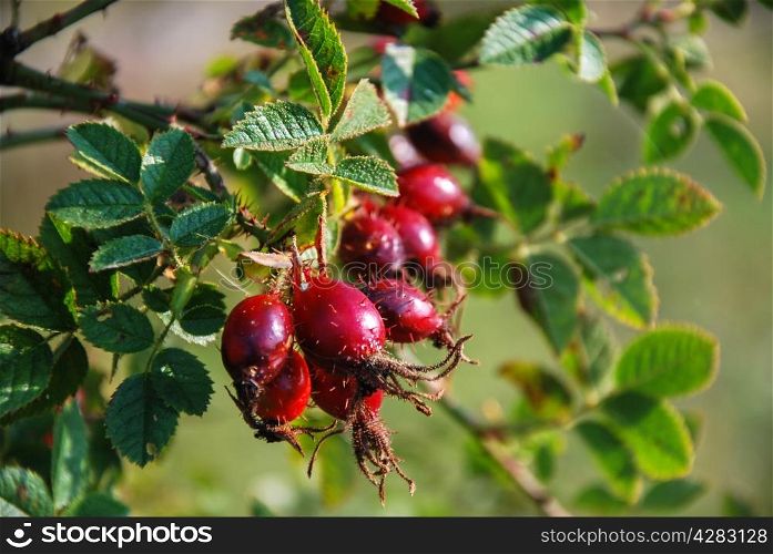 Rose hips close up at a branch with green leaves.