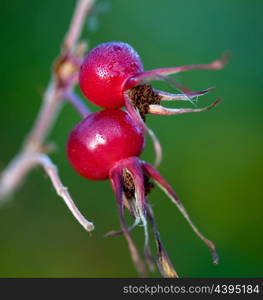 Rose hips on a green background