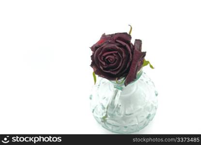 rose in a glass bottle isolated on white